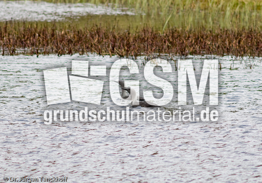 Sterntaucher (4 von 20).jpg